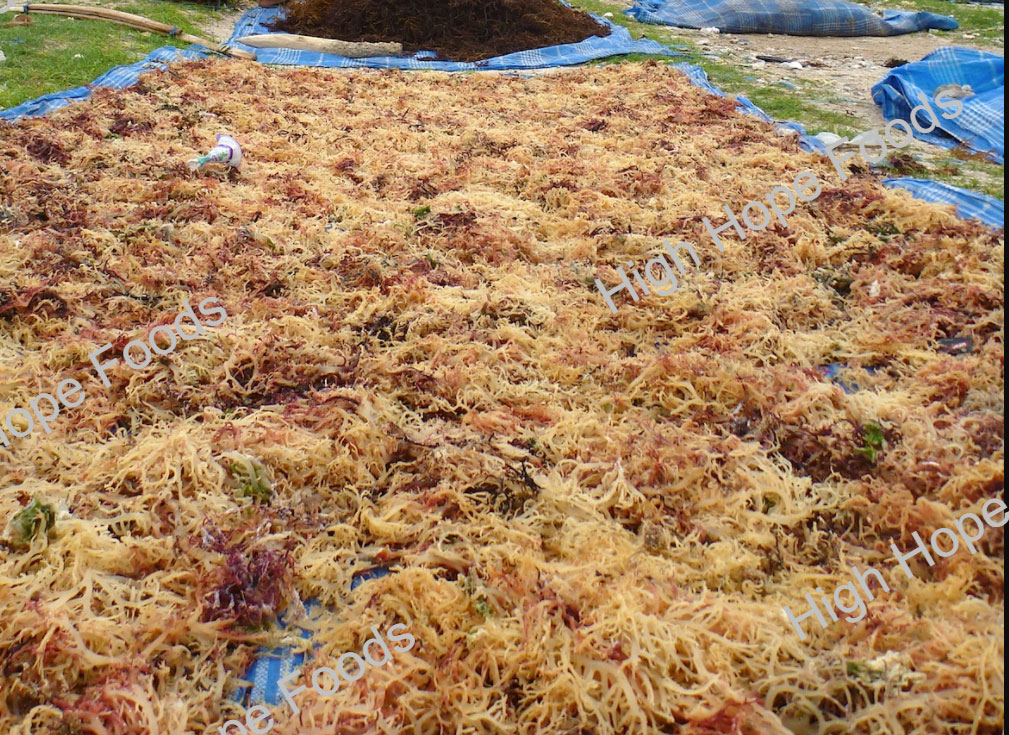 Carrageenan and its material supply(图4)
