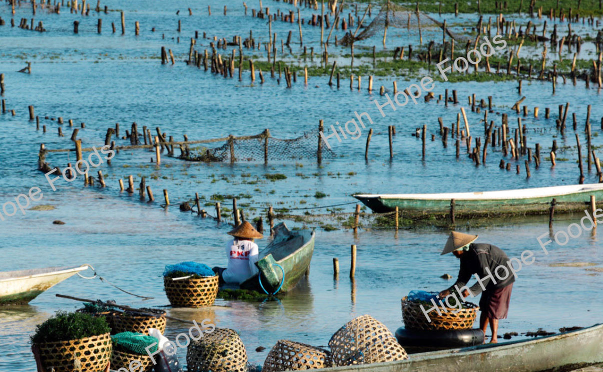 Carrageenan and its material supply(图2)